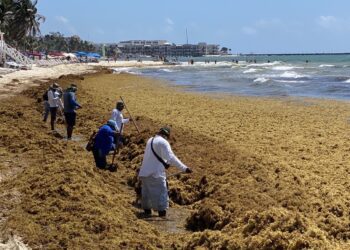 BID financiará cinco proyectos para gestionar el sargazo y aprovechar la biomasa