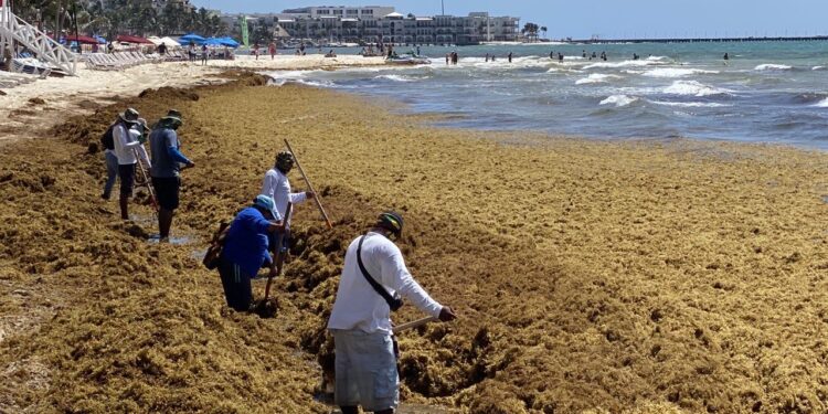 BID financiará cinco proyectos para gestionar el sargazo y aprovechar la biomasa