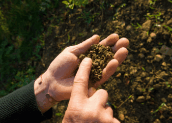 COP30 en Brasil: cinco acciones para impulsar la agricultura regenerativa y la seguridad alimentaria global