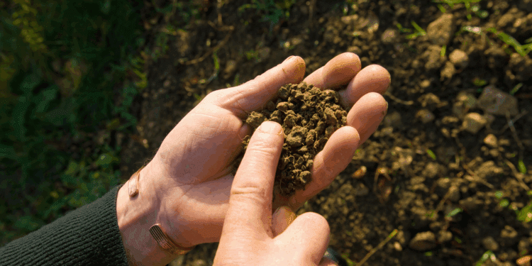 COP30 en Brasil: cinco acciones para impulsar la agricultura regenerativa y la seguridad alimentaria global